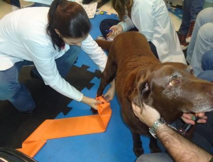 na UNIVERSITY OF FLORIDA; Certificada pelo IVAS Prof. Daniel Mendes Netto Médico Veterinário do IBRAHO e do CEATA (Centro de Estudos de Acupuntura e Terapias Alternativas).