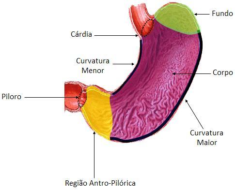 Corpo: representa cerca de 2/3 do volume total.