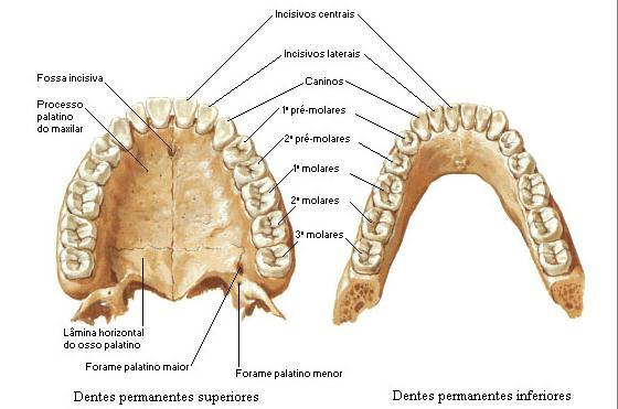 Dentes Usados na mastigação. Quando um adulto jovem já está com algo entre 17 e 24 anos de idade, geralmente está presente em sua boca um conjunto completo de 32 dentes permanentes.