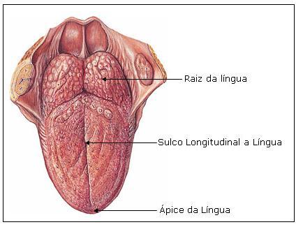 Faringe O movimento do alimento, da boca para