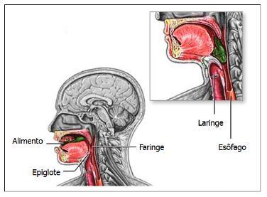 deglutição.