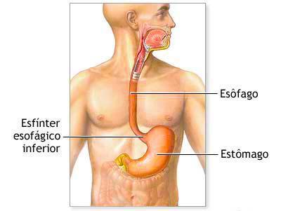 Estômago O estômago está situado no