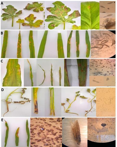 APÊNDICE Figura 1. A: Sintomas de mancha de Alternaria em folhas de melancia, melão e estruturas microscópicas de conídios de Alternaria sp.