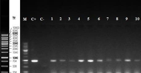 obtidos por Hou et al. (2012), que utilizando os mesmos primers encontraram fragmentos entre 827 e 870 pb para a região do gene da proteína Ras Clg2p de isolados de C.