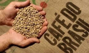 Coffea canephora; Produção na safra 2016 (90% já colhido): Café