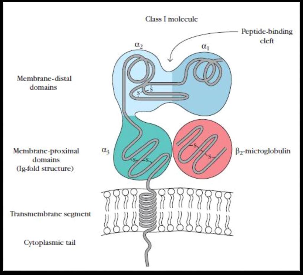 Moléculas de histocompatibilidade HLA: glicoproteínas de superfície celular. Classe I: expressas em todas células nucleadas Formada por uma cadeia alfa Três domínios: alfa1, alfa 2 alfa 3.