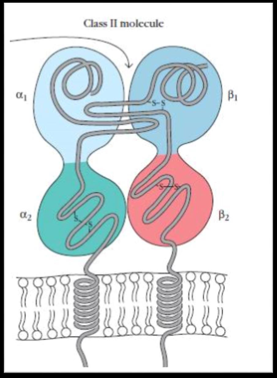 Moléculas de histocompatibilidade HLA Classe II: expressa em alguns tipos celulares: Células apresentadoras de antígenos (APCs) profissionais: Céls.