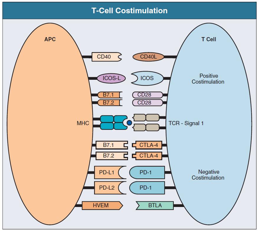 Ativação do linfócito T 2º sinal: Coestimulação B7-1 (CD80) da APC com CD28 no LT.