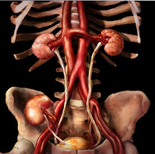 polimórficos no órgão transplantado iniciam resposta adaptativa que