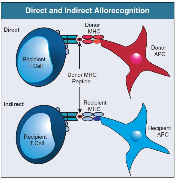 Vias de alorreconhecimento e resposta imune ao aloenxerto.