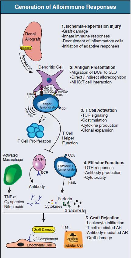 Vias de alorreconhecimento e resposta imune ao aloenxerto.