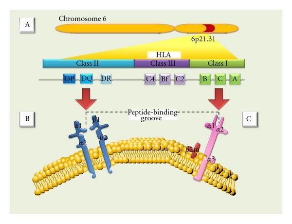 Complexo principal de histocompatibilidade (MHC): Complexo de genes localizados no braço curto do cromossomo 6.