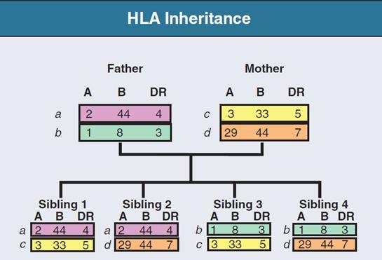 Herança dos antígenos leucocitários humanos Os antígenos HLAs são herdados e expressos de forma mendeliana.