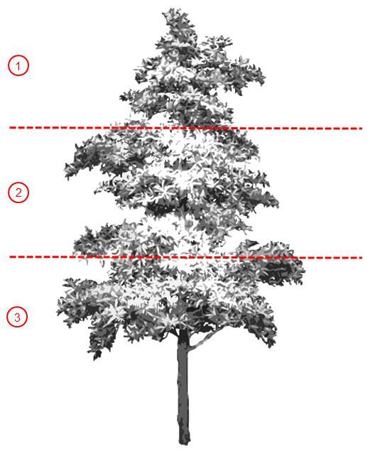 29 Figura 2 Faixas de posição na copa das árvores de canela-preta sob dossel. (Fonte: Elaborada pelo autor). Em cada faixa foram coletados de 2 a 4 ramos compostos.