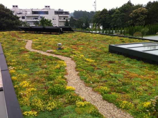 diferentes espécies de sedum.