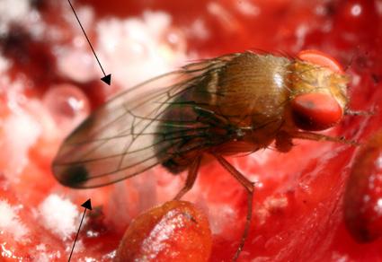 suzukii, após sua morte, procedeu-se a identificação das fêmeas em microscópio estereoscópio (40 x), utilizando uma chave dicotômica (VLACH, 2013).