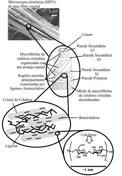 29 existência de ligações covalentes entre as cadeias de lignina e os constituintes da celulose e da hemicelulose (JOHN; THOMAS, 2008). Figura 4 - Estrutura de uma fibra vegetal.