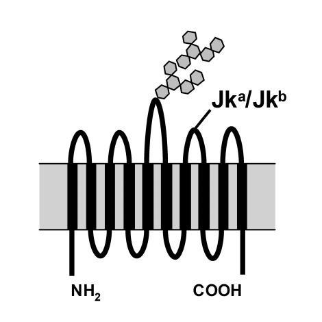 39 Os antígenos Jk(a) e Jk(b) são produtos de alelos oriundos de mutações gênicas envolvendo polimorfismos de um único nucleotídeo(figura 3).