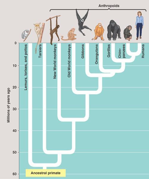 Evolução humana Disponível em: <http://greatneck.k12.ny.