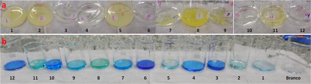 **Amostra diluída 2 vezes para leitura no espectrofotômetro a 652 nm. Figura 1. Resultados do micro-organismo P.