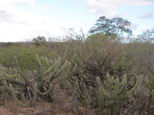 Caatinga preservada Plantar espécies valiosas perto de sua casa A pastagem e a falta de chuva resultam na