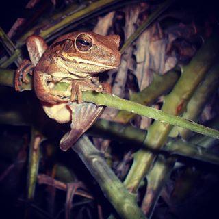 Não cortar ou queimar macambira A macambira deve ser preservada porque serve como habitat para diversos animais da Caatinga, como calangos, sapos, rãs e aves.