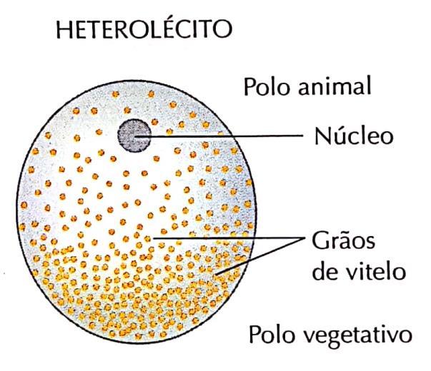 : em muitos mamíferos a quantidade de vitelo nos ovos é tão reduzida que eles são chamados de ALÉCITOS.