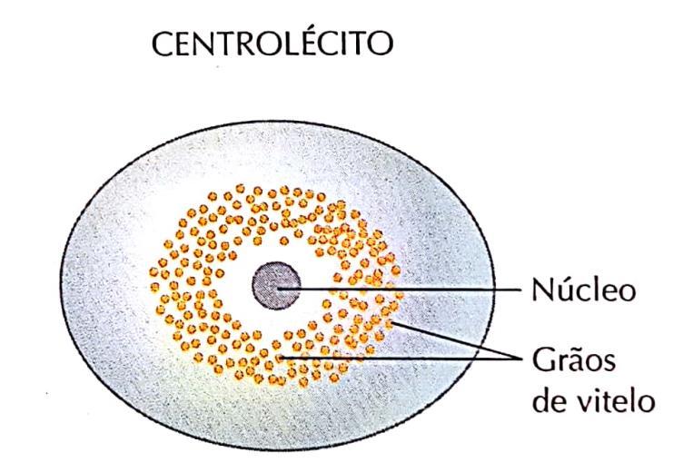 Exemplo: répteis e aves.