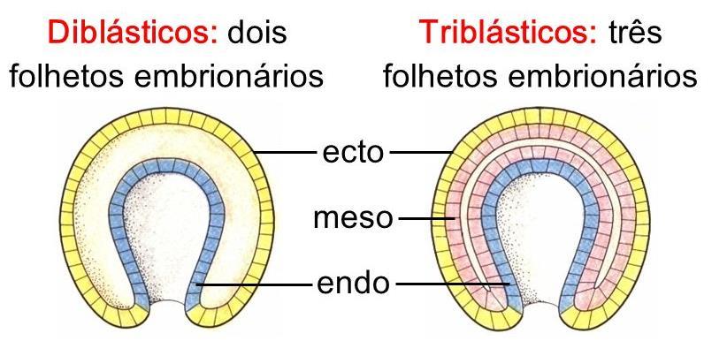 GÁSTRULA As células dos tecidos embrionários definem o seu destino.