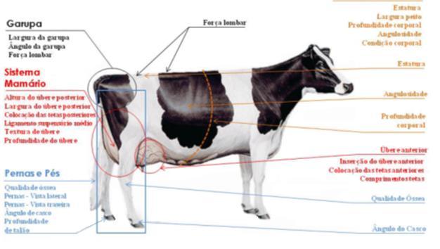 2. CONTRIBUTO IMPORTANTE No processo de Melhoramento Animal, procuramos evidenciar as características que desejamos para o nosso efectivo e simultaneamente corrigir aquelas que são indesejáveis.