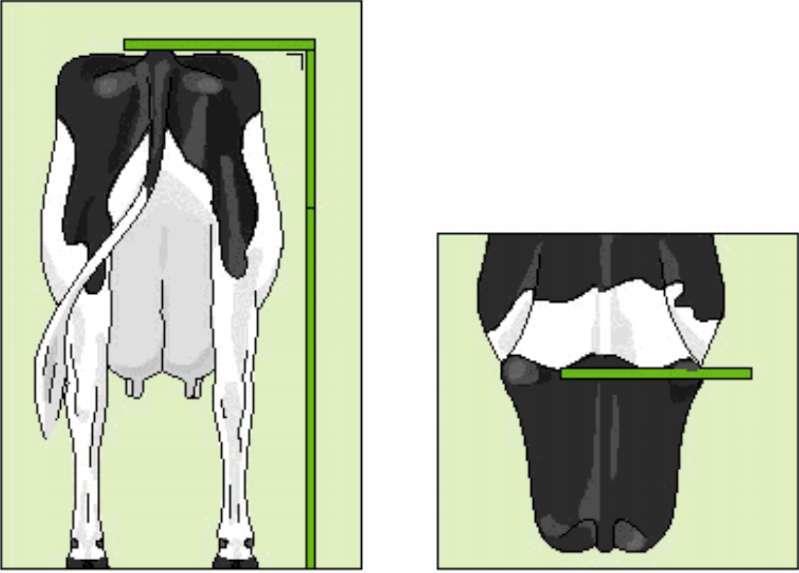 3. ALGUNS TRAÇOS OU CARACTERISTICAS MORFOLÓGICAS A WHFF - World Holstein Friesian Federation, organismo responsável pela harmonização dos procedimentos da reprodução da raça Holstein e