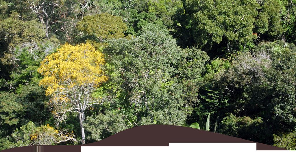 Serviço Florestal Brasileiro PAOF 2013 Vista panorâmica de uma UMF Flona do Jamari, Rondônia. Foto: Sérgio Safe/SFB 8 ATIVIDADES E RECURSOS PREVISTOS PARA 2013 8.