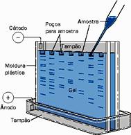Eletroforese em Gel de Poliacrilamida (PAGE) catodo Poços para as amostras