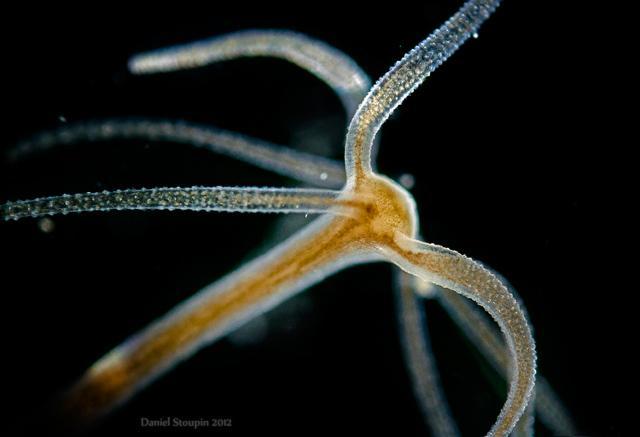 Scyphozoa - águas -vivas Anthozoa - anêmonas e