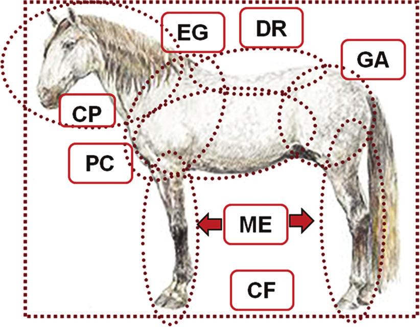 egra geral, sempre se considerou a conformação e morfologia como aspectos bastante importantes na criação cavalar, apresentando-se até com maior relevância, comparativamente com outras espécies de