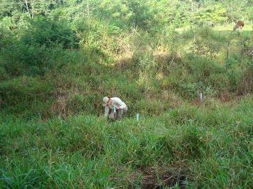 Campo, Paineira, Jatobá Mirim e outros.