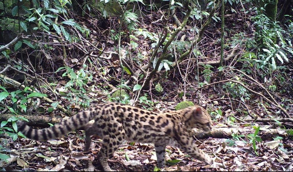 Jaime Diehl Gato-maracajá (Leopardus
