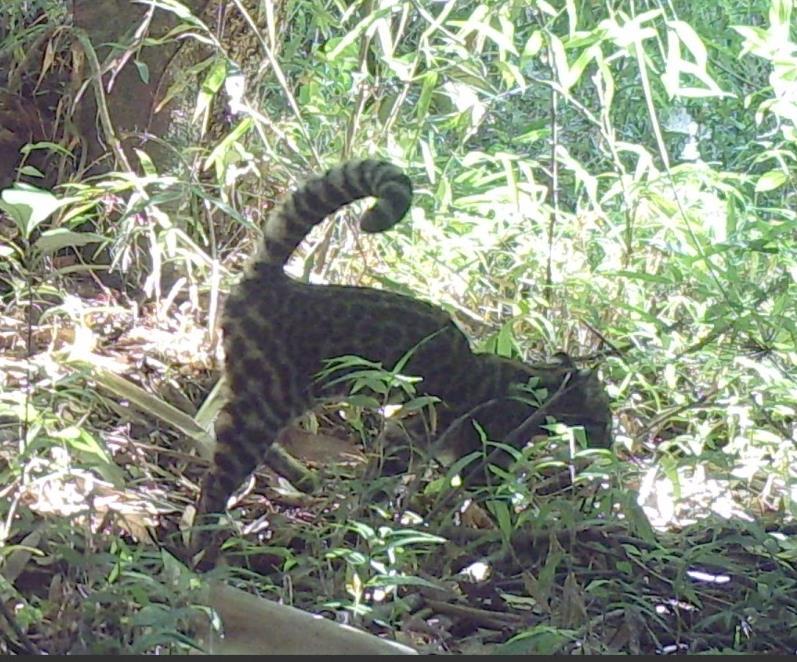 Gato-do-mato-pequeno (Leopardus guttulus) Jaime Diehl APRESENTAÇÃO O Brasil possui o maior número de espécies de mamíferos na região Neotropical.