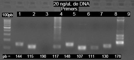 46 Nessas imagens podemos verificar que todos os primers apresentaram as bandas de tamanho correspondente ao fragmento desenhado.