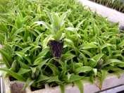 000 plantas, partindo-se também de uma planta que produza em média 8 mudas, mediante a aplicação do método de propagação vegetativa