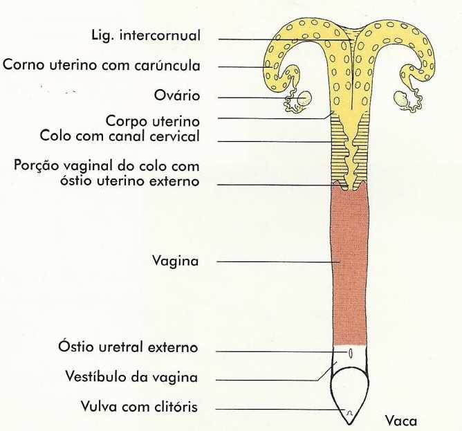 13 2. REVISÃO DE LITERATURA 2.1.Anatomia do trato reprodutor de fêmeas bovinas O trato reprodutor das fêmeas bovinas é composto por: ovários, ovidutos, útero, cérvix uterina, vagina, vestíbulo da vagina e vulva.