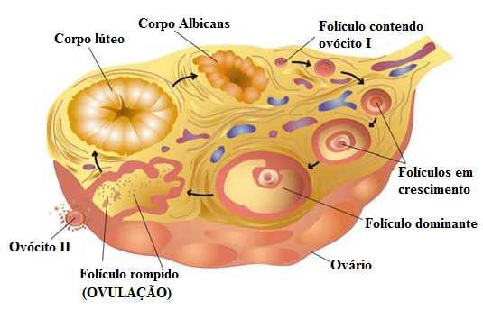 17 2.3.Dinâmica folicular Os ovários são os órgãos responsáveis pelo desenvolvimento dos folículos e consequentemente dos oócitos (KASTELIC, 2004). Na FIG.