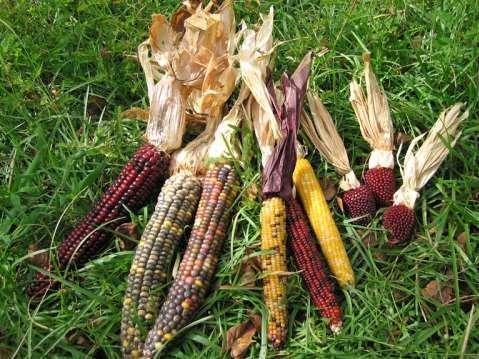 Introdução e expansão da Cultura do milho em Portugal - séculos XVI e XVII O cultura do milho em Portugal esteve muito difundida na Região do Entre