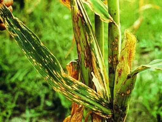 Durante o verão de 1970, o Helminthosporium maydis, estendeu-se através das áreas de cultura de milho da América do Norte a uma velocidade de 80 km ou mais por dia, diminuindo a colheita