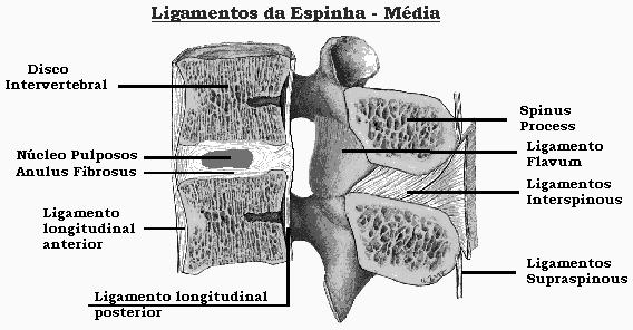 ESTRUTURA