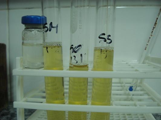 15 Figura 1- Suspenções dos microorganismo.