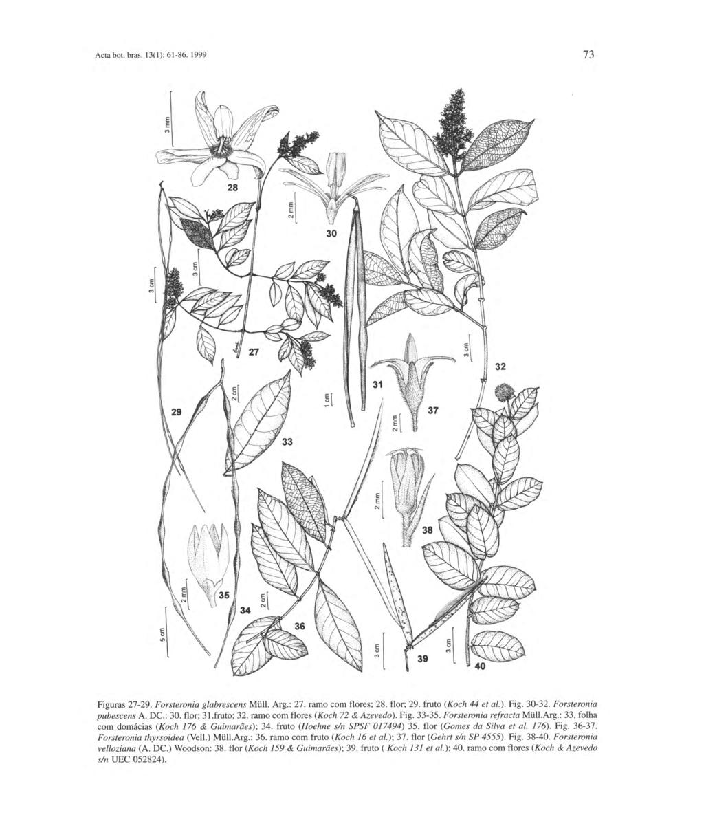 Acta boi. bras. 13(1): 61-86. 1999 73 Figuras 27-29. Forsteronia glabrescens Müll. Arg.: 27. ramo com flores; 28. flor; 29. fruto (Koch 44 et al.). Fig. 30-32. Forsteronia pubescens A. DC.: 30.