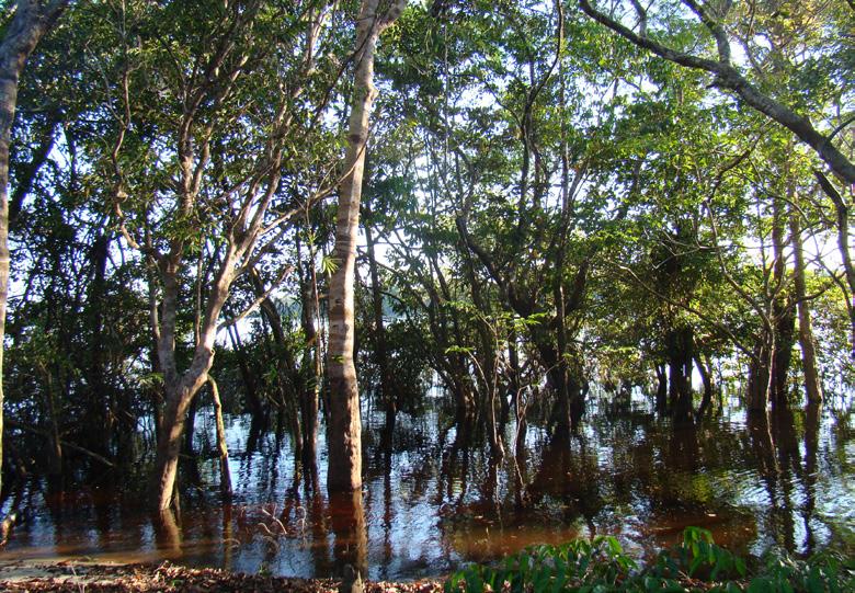 As diferenças na coloração das águas dos rios associados às áreas alagáveis amazônicas e suas características estão relacionadas a diferenças nas propriedades físicas e químicas do solo e da água das