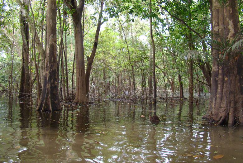 A B C D Figura 2. Diferentes paisagens na Bacia do rio Amazonas.