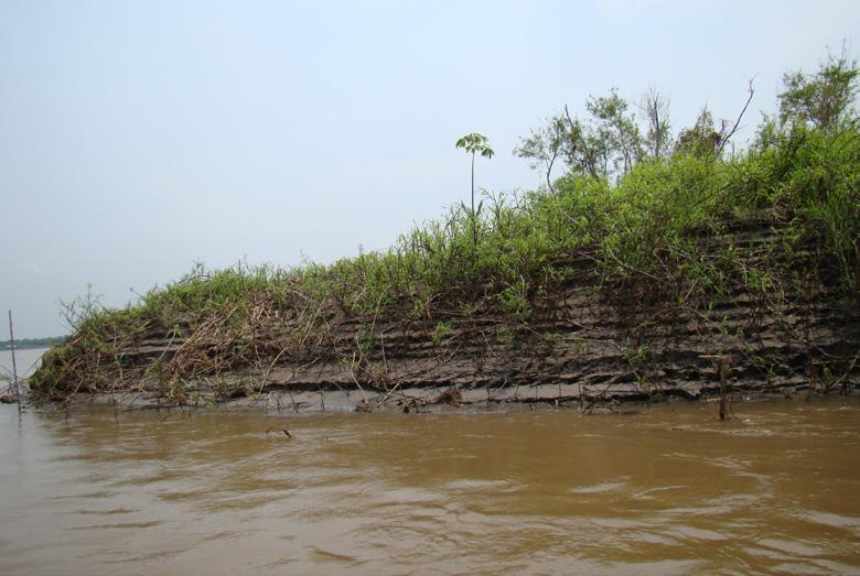 As áreas alagáveis 18 Conhecendo as áreas úmidas amazônicas: uma viagem pelas várzeas e igapós também abrigam animais e plantas únicos no planeta e úteis ao homem, como por exemplo várias espécies de